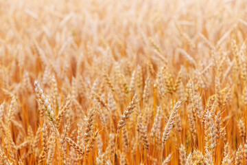 Wheat field with ripe ears in sunlight. Cultivation of wheat