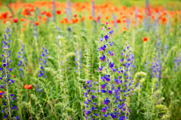 Obraz premium Оrdinary bruise flowers in a field among green grass