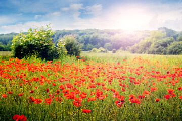 Blooming red poppies in the meadow in front of the forest