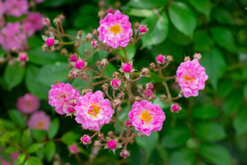 Rose bush with pink flowers