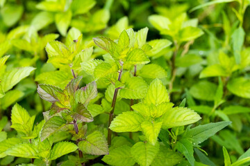 Mint growing in the garden, green mint leaves
