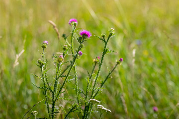 Thistle during flowering in summer in a meadow