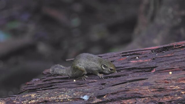 Bornean Mountain Ground Squirrel on deep jungle forest.