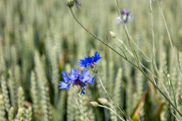 Blue cornflowers on a wheat field in the summer season.
