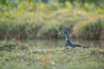 White-winged duck or white-winged wood duck