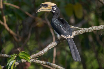 Oriental pied hornbill(Anthracoceros albirostris) stair at us on the branch in nature.