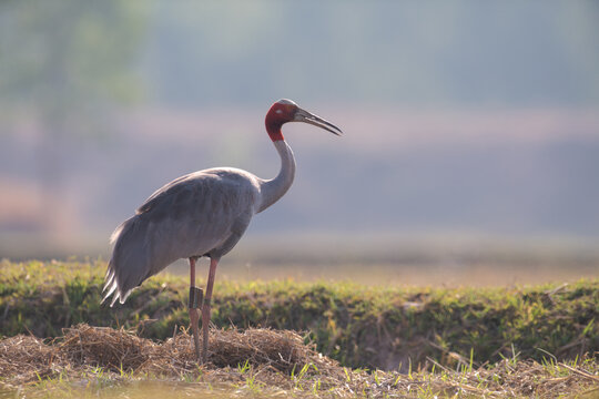 Sarus Crane - World's tallest flying bird. An endangered specie and needs conservation of it's habitat.