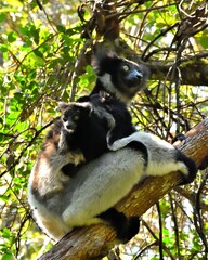 Parent and baby Indri lemur in a tree