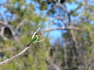 Madagascar bee-eater on a branch