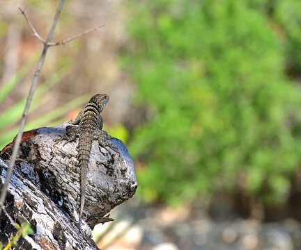 Iguanid lizard on a rock