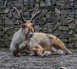 Reindeer near the fence. Latin name - Rangifer tarandus	