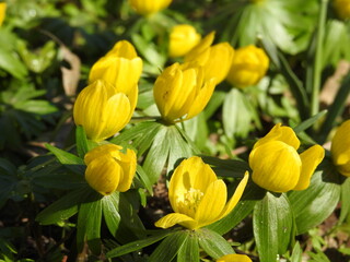 Naklejka premium yellow flowers in the garden