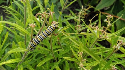 Monarch Caterpillar on Green Stem in Natural Habitat