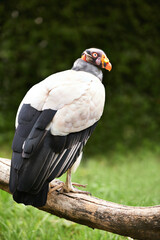 Vulture or bird, branch and nature in zoo for food, relaxation and standing in landscape. Wildlife, carnivore animal or bird with feathers in outside environment with wooden and grass in countryside