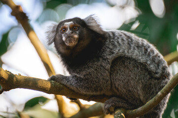 close up from a Sagui monkey in the wild, in the countryside of São Paulo Brazil.