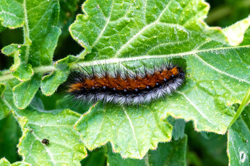 Pine Processionary Caterpillar on Leaf, Thaumetopoea pityocampa, Spain