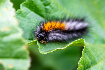 Pine Processionary Caterpillar on Leaf, Thaumetopoea pityocampa, Spain