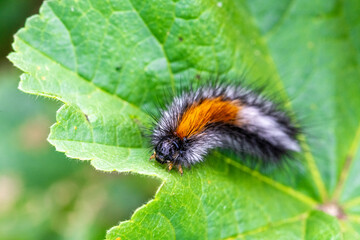 Pine Processionary Caterpillar on Leaf, Thaumetopoea pityocampa, Spain