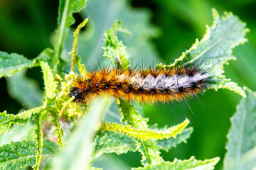 Pine Processionary Caterpillar on Leaf, Thaumetopoea pityocampa, Spain