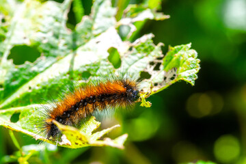 Pine Processionary Caterpillar on Leaf, Thaumetopoea pityocampa, Spain