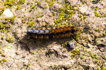 Pine Processionary Caterpillar on Mossy Ground, Spain