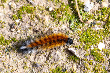 Pine Processionary Caterpillar on Mossy Ground, Spain