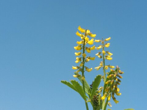 Melilotus indica flower.small melilot flower or flower of the sweet clover
