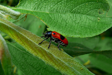 red beetle with black spots running on the plant