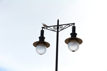 A seagull sits on an old street lamp
