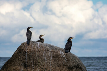 Cormorants on a stone by the sea