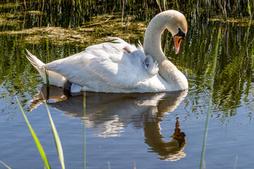 A mute swan and cygnets in the spring sunshine - 753161378