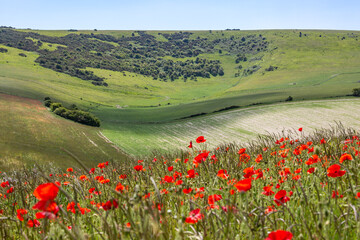 A rural Sussex summer landscape with a poppy field - 753161515