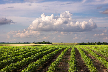 Open soybean field at sunset.