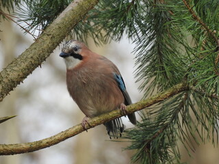 jay on the branch