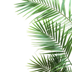 Transparent PNG available
Palm leaves evergreen summer realistic on transparent backgrounds 3d rendering png