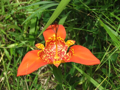 Flor Tigridia pavonia 