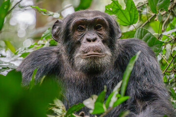 Chimpanzee portrait close up in Kibale National Park, Uganda