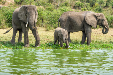 Elelphants drink water at the edge of Kazinga channel, Uganda