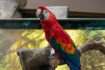 Portrait of a red macaw posing on a branch in an environment with tropical plants