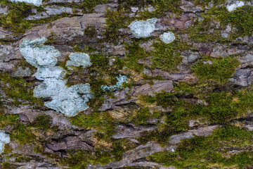 A closeup of the tree's bark with lichen and moss on it. A texture of a rough bark covered in the moss and lichen. Abstract patterns in the woods - macro shot.