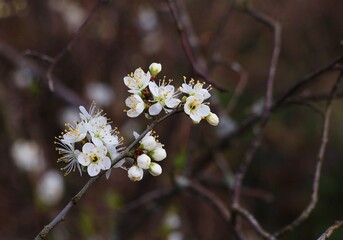 White blossom flowers in spring. Prunus in nature. Selective focus.