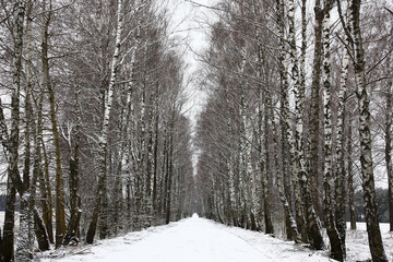 Cloudy day of the beginning of march. The dirt road leaving afar is covered with snow. High birches grow along the road as a wall.