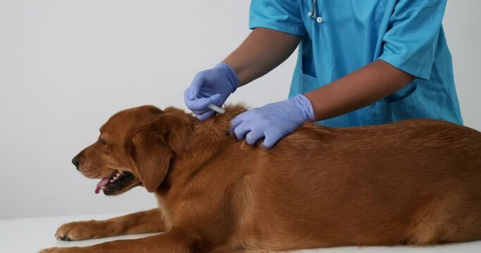A veterinarian gives a vaccine to a Golden Retriever dog that lies on a white table in a clinic. The doctor holds the dog by the scruff of the neck and sticks it with a syringe with a medicine.