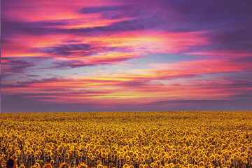 Sunflower field with beautiful dramatic sunset sky. Aerial view