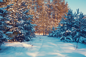 The edge of a snowy forest on a sunny winter day. Pine forest in winter