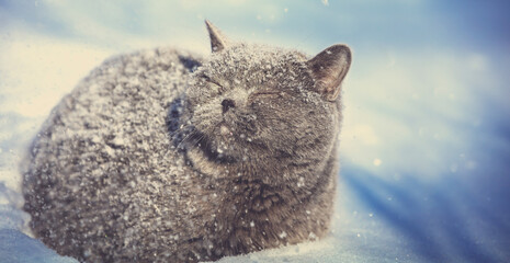 Blue British shorthair cat outdoors in winter. The cat sits in the deep snow