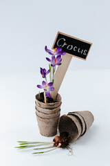 purple crocuses in a stack of peat cups with a wooden sign, a crocus with a root bulb and peat cups...