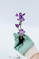 hand in a blue gardening glove holds a purple crocus with root bulb on a white background