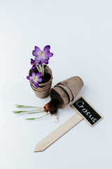 purple crocuses in a stack of peat cups with a wooden sign, a crocus with a root bulb and peat cups...