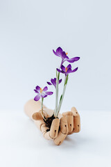purple crocuses with root bulb are held by a wooden hand on a white background